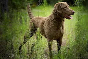 Chesapeake Bay Retriever